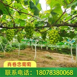 桂林阳光玫瑰葡萄出售六斤起发货