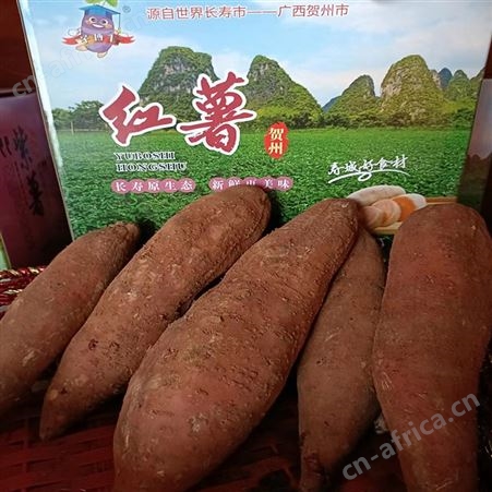 青 海大个新鲜红薯地瓜番薯鲜美香甜生吃烤煮粥
