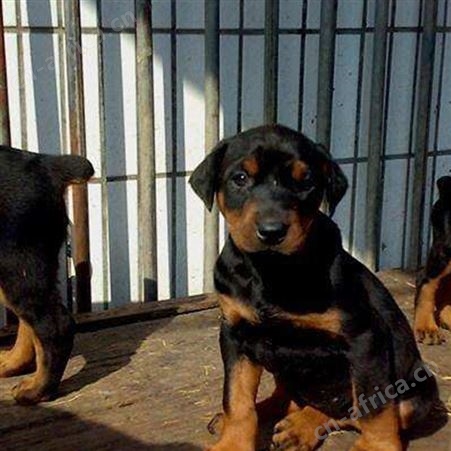 供应种德系杜宾幼犬 活体杜宾犬护卫犬 已做免疫驱虫 适应性强