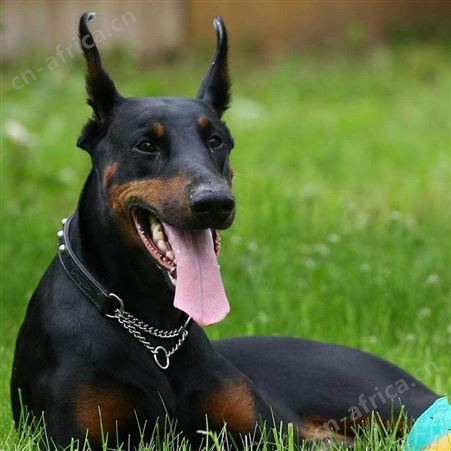 散养杜宾犬幼崽 大骨架犬 体型高大 服从性强 已做免疫驱虫
