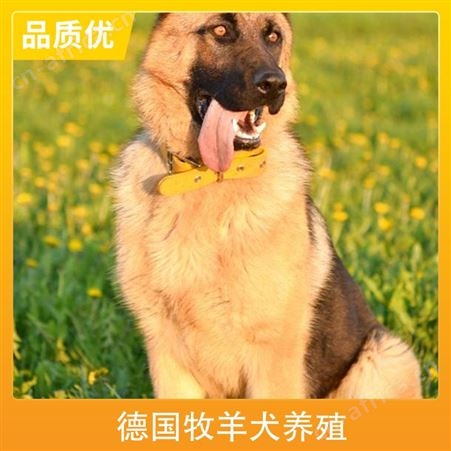 新蔡县德国牧羊犬养殖场 品种德牧犬 颜色黑色 公母均有