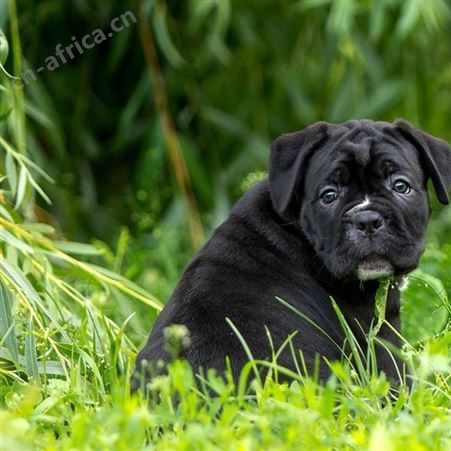 长期供应卡斯罗犬幼崽 大型养殖护卫犬 适应能力强 生长快