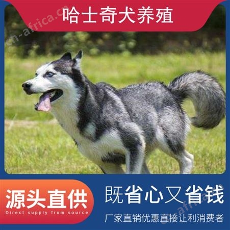 哈士奇犬养殖 品种哈士奇犬 别名二哈 犬种西伯利亚雪橇犬