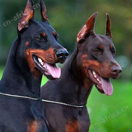 大型血统杜宾犬 德系杜宾幼犬 适应能力强 明茂供应 饲养简单