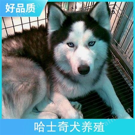 哈士奇犬养殖 胸围67cm 公母均有 毛色灰色 体长95cm