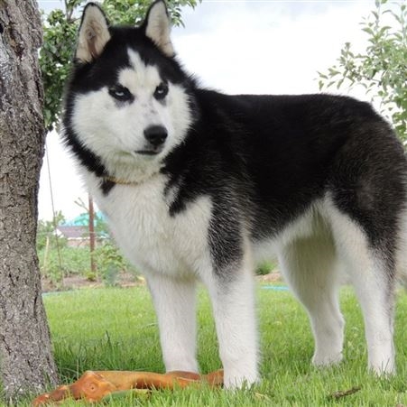 成年哈士奇犬 农家散养纯正血统宠物狗 提供技术指导 明茂