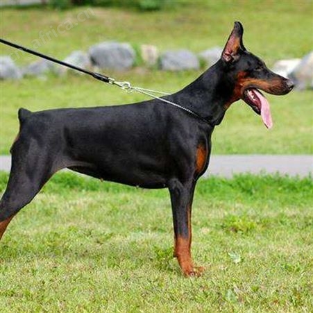 自然散养双血统杜宾犬 大型成年犬 采食性广 耐粗饲