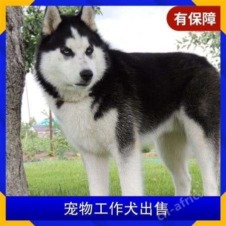 宠物工作犬出售 品种德国牧羊犬 年龄幼年 免疫驱虫已做完