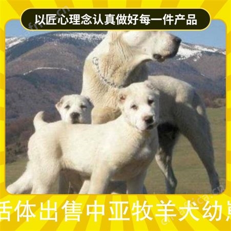 活体出售中亚牧羊犬幼崽 规格幼崽 运输方式公路运输