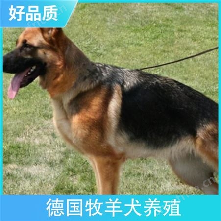 新蔡县德国牧羊犬养殖场 品种德牧犬 颜色黑色 公母均有