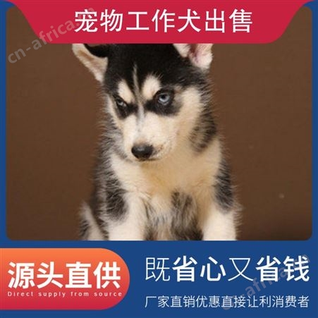 宠物工作犬出售 品种德国牧羊犬 年龄幼年 免疫驱虫已做完
