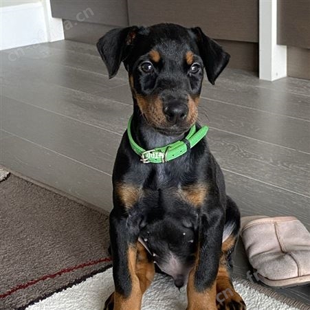 供应种德系杜宾幼犬 活体杜宾犬护卫犬 已做免疫驱虫 适应性强