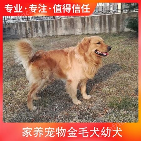 家养宠物金毛犬幼犬 公母均有 被毛长短标准 售卖方式网络销售 来厂自提