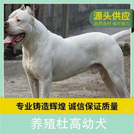 养殖杜高幼犬 公母均有 品种杜高犬 胸围40cm 体长65cm