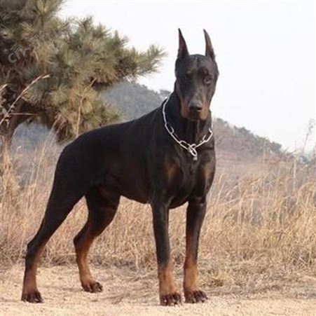 散养杜宾犬幼崽 大骨架犬 体型高大 服从性强 已做免疫驱虫