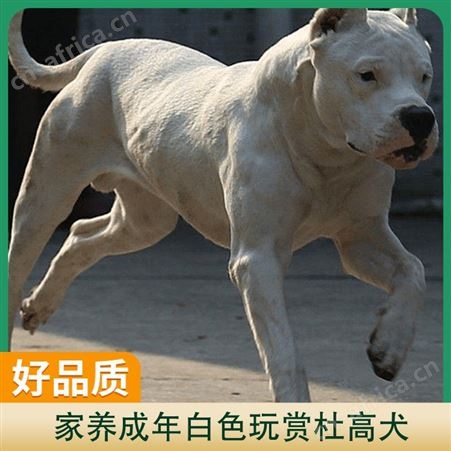 家养成年白色玩赏杜高犬 产品杜高犬 体重20kg 动物种类犬类