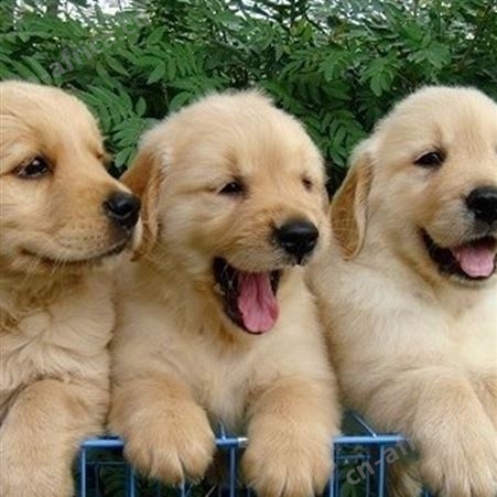 供应育肥金毛犬 温顺可爱 四肢有力 提供技术指导