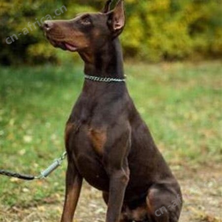自然散养双血统杜宾犬 大型成年犬 采食性广 耐粗饲