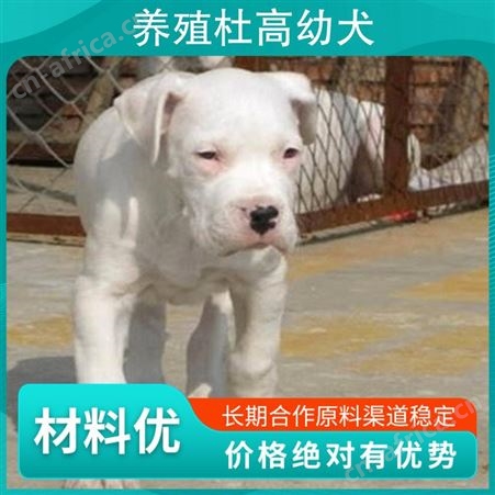 养殖杜高幼犬 公母均有 品种杜高犬 胸围40cm 体长65cm