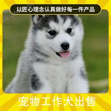 宠物工作犬出售 品种德国牧羊犬 年龄幼年 免疫驱虫已做完