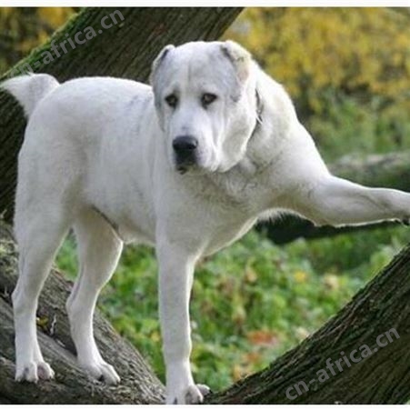 中亚牧羊犬出售 看家护院护卫犬 双血统 抗病力强
