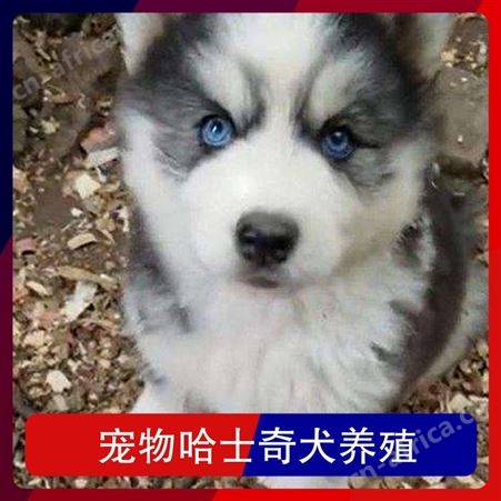 宠物哈士奇犬养殖 品种哈士奇犬 肩高51-56cm 服务提供养殖技术指导