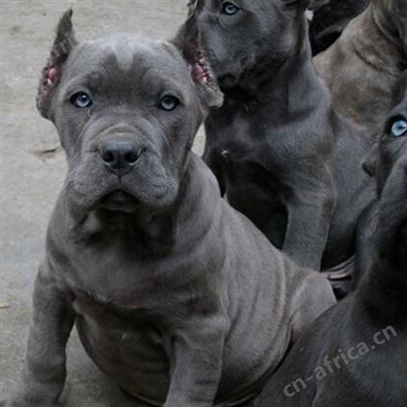 长期供应卡斯罗犬幼崽 大型养殖护卫犬 适应能力强 生长快