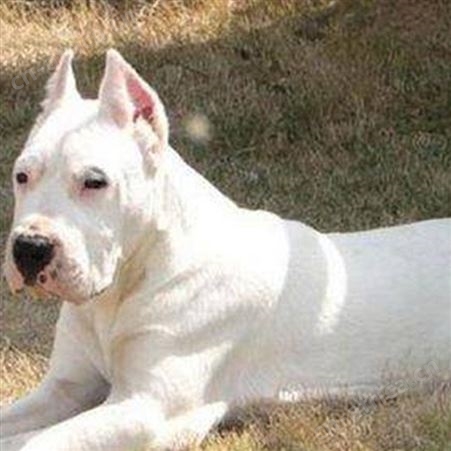 自然散养成年中亚牧羊犬 后驱肌肉发达 行动敏捷 明茂养殖