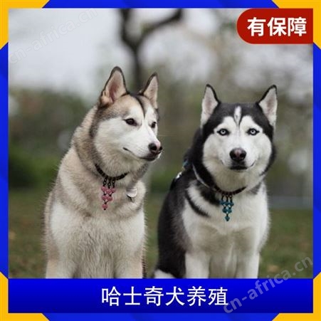 哈士奇犬养殖 品种哈士奇犬 别名二哈 犬种西伯利亚雪橇犬