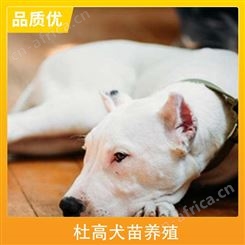 杜高犬苗养殖 体长110cm 毛色白色 体高55cm 动物种类犬类