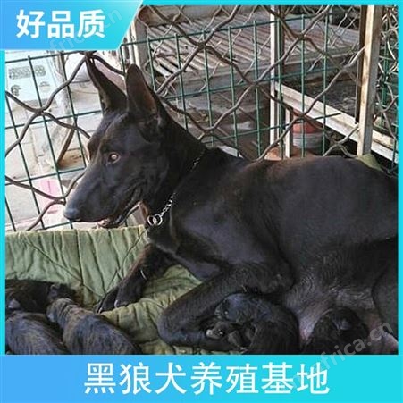 附近的黑狼犬养殖基地 性别公母 免疫驱虫已做完