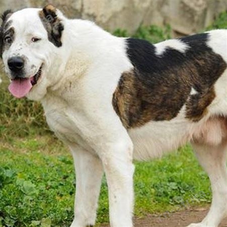 自然散养成年中亚牧羊犬 后驱肌肉发达 行动敏捷 明茂养殖