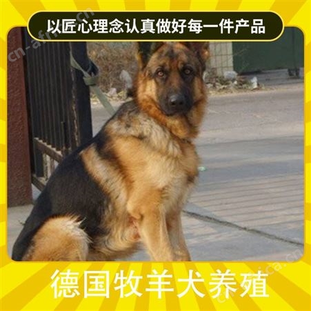 新蔡县德国牧羊犬养殖场 品种德牧犬 颜色黑色 公母均有