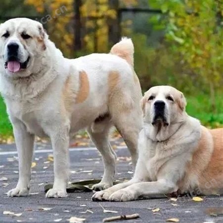 自然散养成年中亚牧羊犬 后驱肌肉发达 行动敏捷 明茂养殖