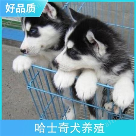 哈士奇犬养殖 品种哈士奇犬 别名二哈 犬种西伯利亚雪橇犬