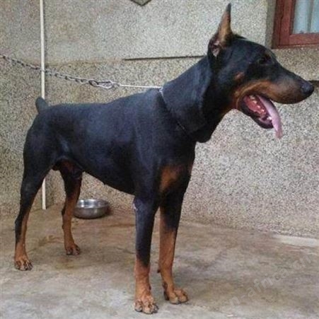供应种德系杜宾幼犬 活体杜宾犬护卫犬 已做免疫驱虫 适应性强