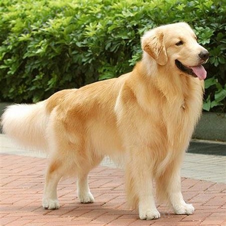 供应育肥金毛犬 温顺可爱 四肢有力 提供技术指导