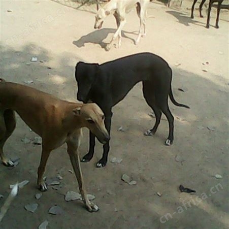 长期供应幼崽格力犬 格力猎犬养殖 已做免疫驱虫