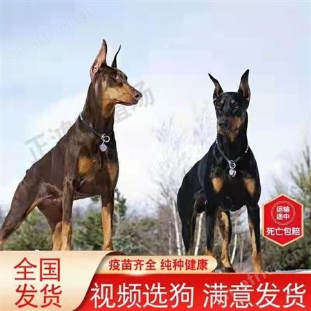 散养杜宾犬幼崽 大骨架犬 体型高大 服从性强 已做免疫驱虫