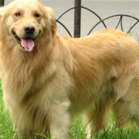 供应育肥金毛犬 温顺可爱 四肢有力 提供技术指导