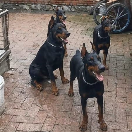 杜宾幼犬养殖出售 赛级护卫犬 双血统 可指导饲养