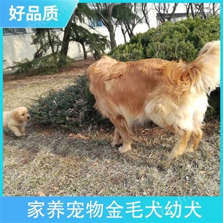 家养宠物金毛犬幼犬 公母均有 被毛长短标准 售卖方式网络销售 来厂自提