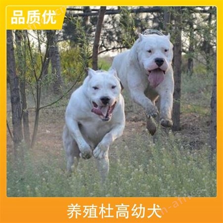 养殖杜高幼犬 公母均有 品种杜高犬 胸围40cm 体长65cm