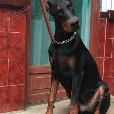 自然散养双血统杜宾犬 大型成年犬 采食性广 耐粗饲