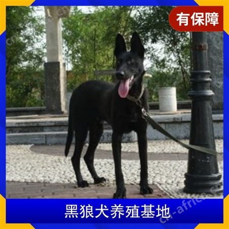 附近的黑狼犬养殖基地 性别公母 免疫驱虫已做完