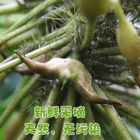 洪湖菱角新鲜老菱角粉糯莲角黑棱角农家特产凌角蔬菜5斤包邮