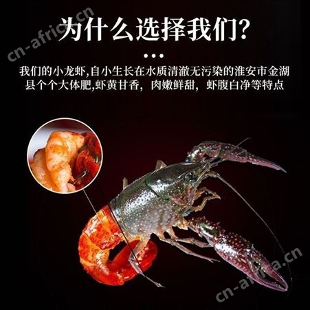 小龙虾活体发货清水养殖麻辣蒜蓉虾尾鲜活斤一件代发性价高