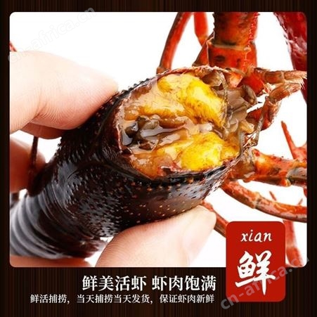 小龙虾活体发货清水养殖麻辣蒜蓉虾尾鲜活斤一件代发性价高