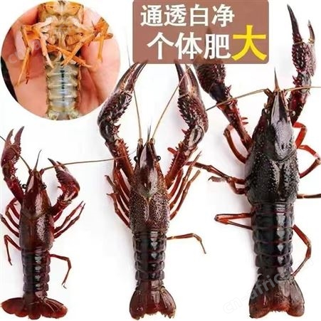 小龙虾活体发货清水养殖麻辣蒜蓉虾尾鲜活斤一件代发性价高