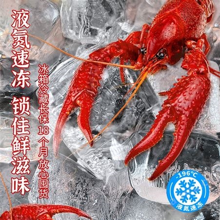 小鲜卤潜茳小龙虾4-6钱大虾冷冻鲜活麻辣大龙虾加热即食熟食生鲜